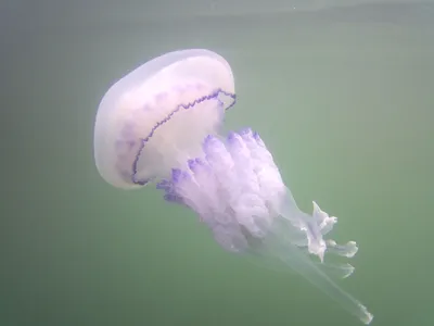 Медуза цианея гигантская - 74 фото