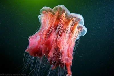 Самые опасные медузы в мире: их яд лишает жизни за 5 минут - Hi-News.ru