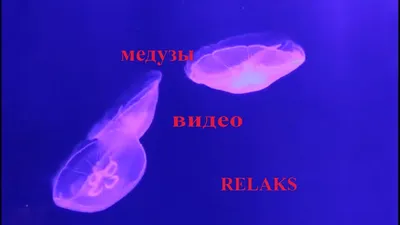 Факты о медузах: ядовитые, светящиеся, самые большие медузы в мире | Обо  всем на свете | Дзен