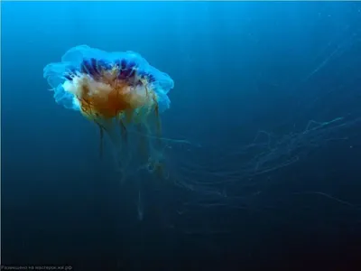 очень большие львы ман медузы Cyanea Capillata застряли на пляже Стоковое  Изображение - изображение насчитывающей океан, изображение: 228443515