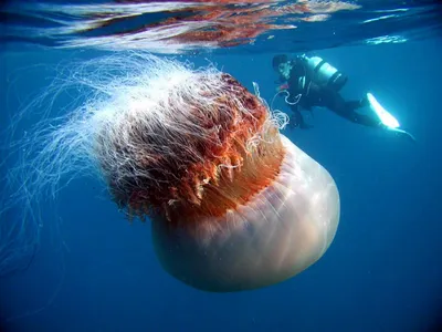 Разоблачаем! Самая большая медуза в мире? - ЯПлакалъ