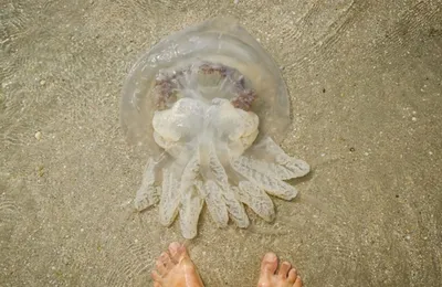 Самая большая в мире медуза | Пикабу