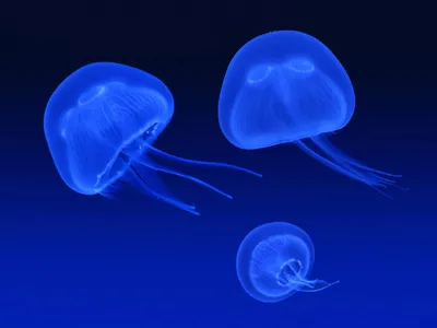 Гигантские медузы в азовском море - 60 фото