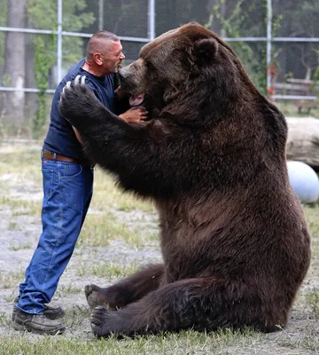 Самые большие медведи фото