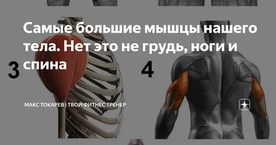 5 самых больших мышц | Полезная информация | InstructorPRO