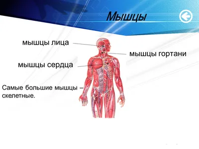 Женщина с массивными бицепсами | Пикабу