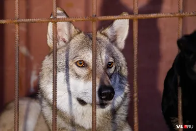 Полярный волк -... - Новосибирский зоопарк / Novosibirsk Zoo | Facebook