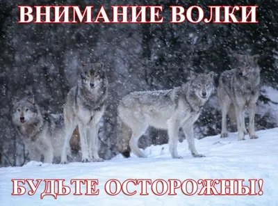 Америка истребляет своих волков. Когда это прекратится? - Відкритий ліс