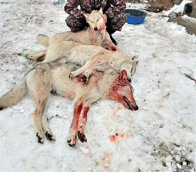 В Башкирии охотники жестоко поглумились на камеру над раненными волками:  это были депутат и бизнесмен - KP.RU