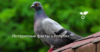 Узбекские бойные голуби в Узбекистане / Uzbek pigeons in Uzbekistan (Gayrat  Muminov /Ташкент ) - YouTube