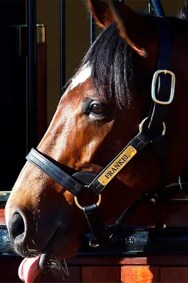 Журнал «Конный мир». Equestrian Magazine «Konny Mir» - \"Horse World\" |  Moscow