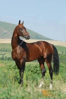 Самые красивые лошадей фотографии