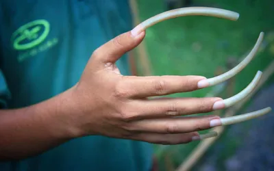 Самые длинные ногти в мире (Фото людей с длинными ногтями)