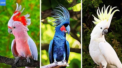 Top-28 the Most Beautiful Parrots