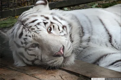 Самые красивые тигры фотографии