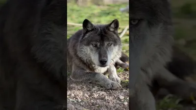 animal art :: красивые картинки :: живность :: волк :: wolf :: art (арт) /  картинки, гифки, прикольные комиксы, интересные статьи по теме.