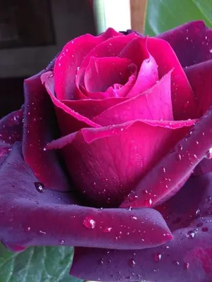 Самые красивые розы в мире - 70 фото