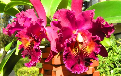 Картинка Самые красивые цветы орхидеи » Орхидеи » Цветы » Картинки 24 -  скачать картинки бесплатно