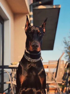 Doberman | Doberman dogs, Doberman pinscher dog, Beautiful dogs