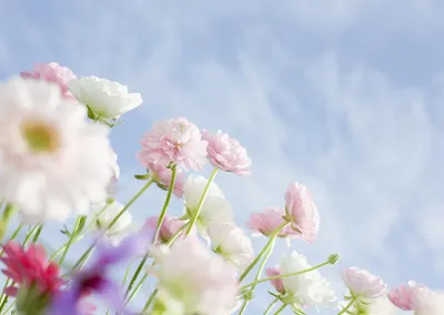 Красивые картинки нежные цветы (38 фото) • Развлекательные картинки
