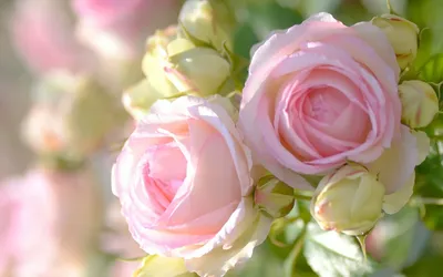 живые розы фото: 21 тыс изображений найдено в Яндекс.Картинках | Красивые  цветы, Розы, Цветок