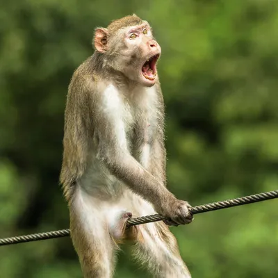 Самые смешные обезьяны фото