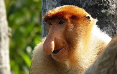 Самые смешные обезьяны фотографии