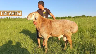 Супер! Гигантские бараны в хозяйстве Куаныша Мыктыбаева. Стадо баранов  стоимостью 300 000 долларов - YouTube