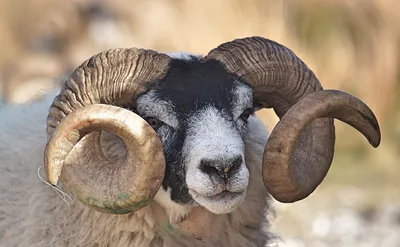 Argali. Altai mountain sheep is the largest sheep in the world. Russia.  Altai. Tuva. Mongolia - YouTube