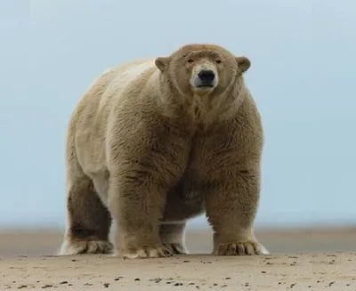 Самый большой медведь в мире