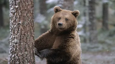 KODIAK: The largest subspecies of the brown bear | Interesting facts about  bears - YouTube