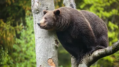 1. Медведь - самый опасный хищник» — создано в Шедевруме