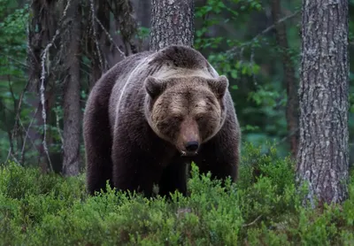 Животное года - Бурый медведь | Estonian Museum of Natural History