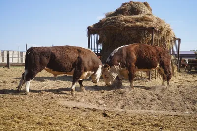 В Книгу рекордов Гиннесса попал самый высокий бык в мире – фото и видео