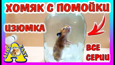 Хомяки / содержание хомяков/ 2024 | ВКонтакте