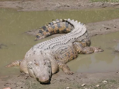 Самый большой крокодил фото
