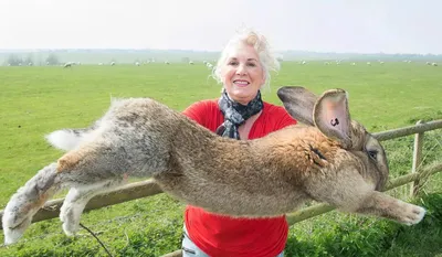 Самый большой кролик фото фото