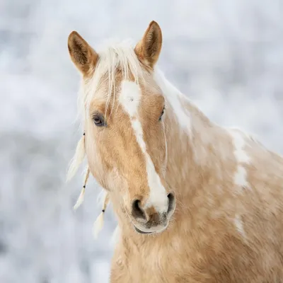 ФОТО: 10 самых высоких и сильных пород лошадей на планете - ET | Articles