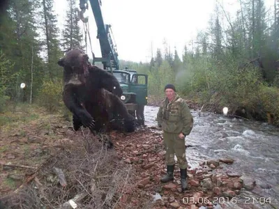 Самый большой медведь людоед фото