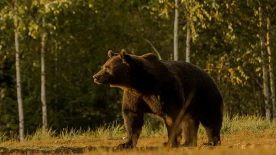 Гризли в деле. Свирепый медведь-убийца. Бесстрашный хищник. Самые  интересные факты о гризли. - YouTube