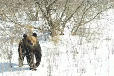 Самые большие медведи добытые охотниками, ТОП-5