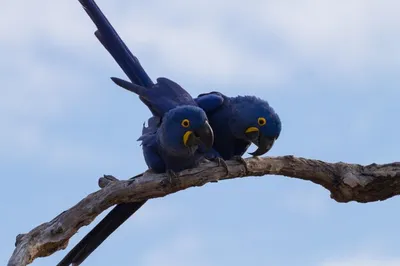 10 самых умных попугаев 🦜 в мире | Pet7