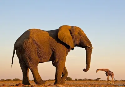 Самый большой слон в мире фотографии
