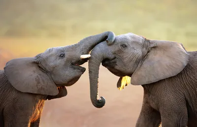 Addo Elephant National Park» — фотоальбом пользователя mmrudolf на  Туристер.Ру