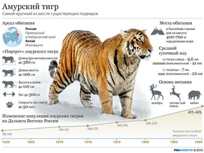 Самый большой тигр в мире фото