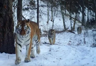 Самый маленький живой тигр в мире…» — создано в Шедевруме