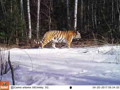 Сибирский Тигр Самый Большой Жилой Cat В Мире — стоковые фотографии и  другие картинки 2015 - 2015, Без людей, Большая кошка - iStock