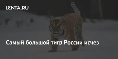 Сибирский тигр, лежащую на берегу озера Стоковое Фото - изображение  насчитывающей суммированного, заводь: 186367260