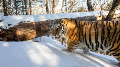 Тигр. Все подвиды самой красивой кошки