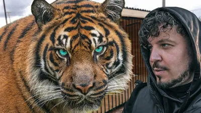 САМЫЙ ГИГАНТСКИЙ ТИГР В МИРЕ! Невероятная история Амурского тигра. Giant  tiger in the world! - YouTube